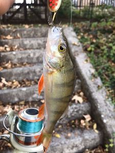 European Perch