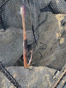 Bluespotted Cornetfish