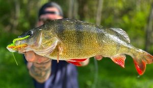 European Perch