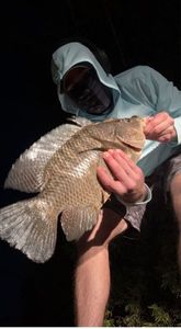 Tilapia