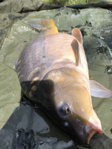 Mirror Carp