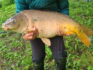 Mirror Carp