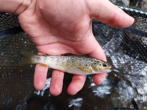 Brown Trout