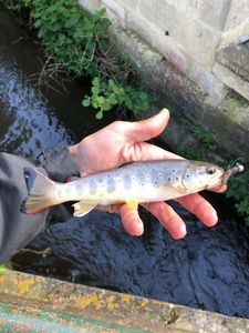Brown Trout