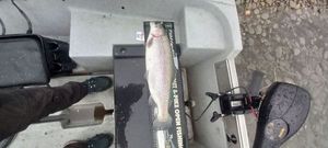 Rainbow Trout
