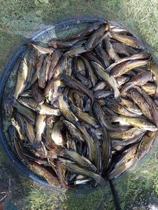 Black Bullhead