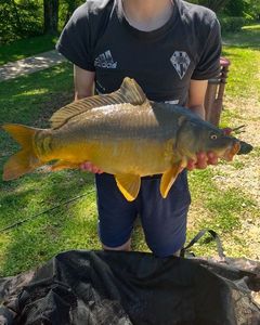 Leather Carp
