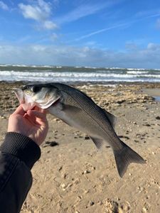European Bass (Seabass)