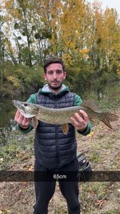Northern Pike
