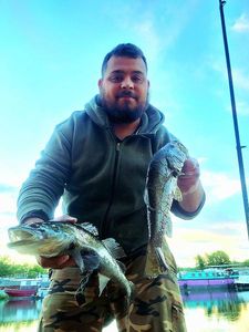 Largemouth Bass