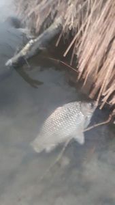 Crucian Carp