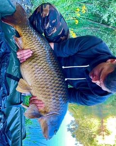 Common Carp