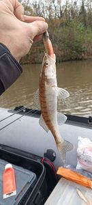 Zander