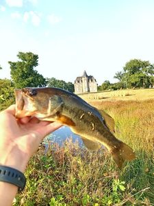 Largemouth Bass