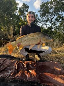 Common Carp