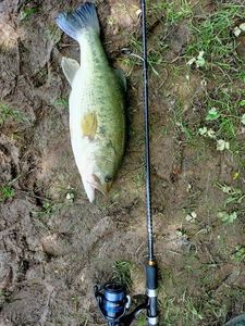 Smallmouth Bass