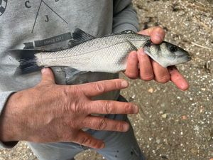 European Bass (Seabass)