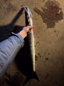 Yellowmouth Barracuda