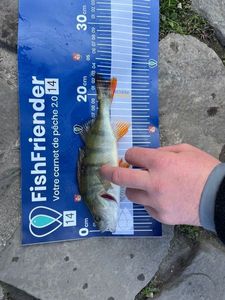 European Perch