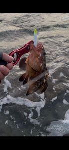 Red Grouper