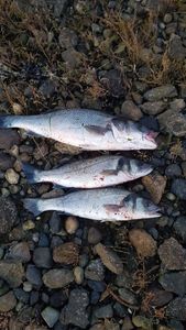 European Bass (Seabass)