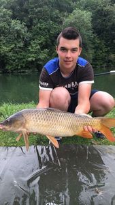 Common Carp