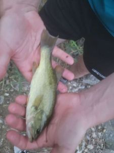 Largemouth Bass