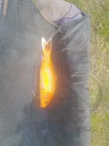 Koï Fish