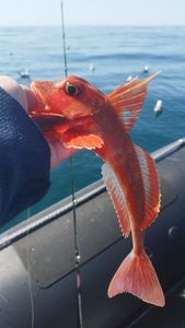 Grey Gurnard