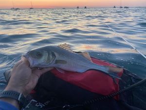 European Bass (Seabass)