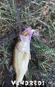Largemouth Bass