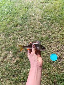 European Perch