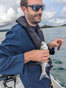 European Bass (Seabass)