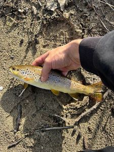 Brown Trout