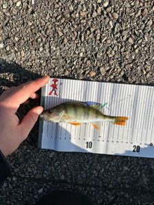 European Perch