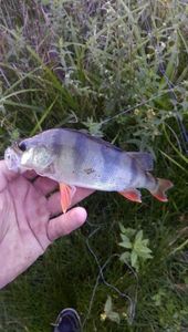 European Perch