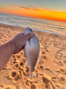 Red Drum
