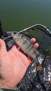 European Perch