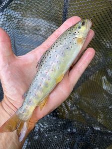 Brown Trout