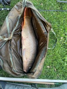 Common Carp