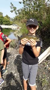 Largemouth Bass