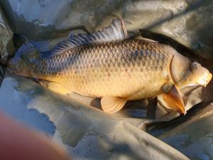 Common Carp