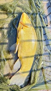 Tench