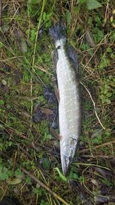 Northern Pike