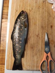 Brown Trout