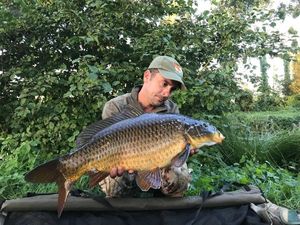 Common Carp