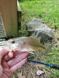 Largemouth Bass