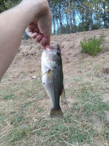 Largemouth Bass