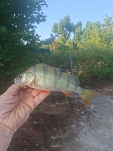 European Perch