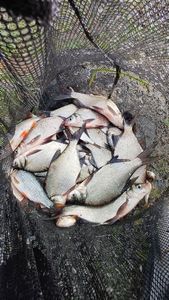 Common Bream